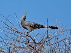 276-Grey Go-away-bird  70D2-3927