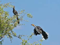 278-Grey Go-away-bird and Hornbill  70D2-3957