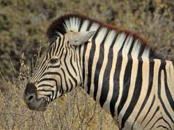 279-Zebra  7J8E1922
