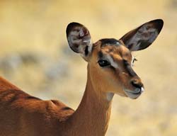 281-Black-faced Impala  7J8E1931