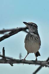 282-Spotted Palm-Thrush  7J8E1934