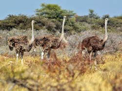 283-Ostriches  7J8E1938