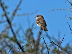 285-Ashy Flycatcher  70D2-4005