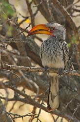 286-Yellow-billed Hornbill  70D2-4008