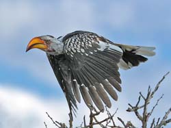 288-Yellow-billed Hornbill  70D2-4017