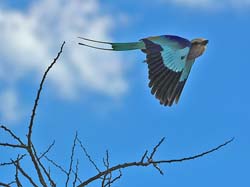 289-Lilac-breasted Roller  70D2-4057