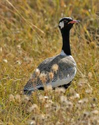 290-Northern Black Korhaan  70D2-4088