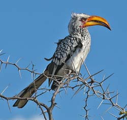 291-Yellow-billed Hornbill  70D2-4108