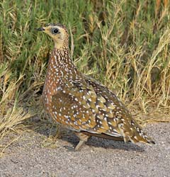 292-Crested Francolin  70D2-4124
