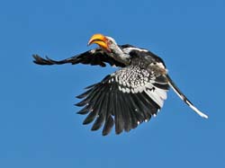 293-Yellow-billed Hornbill  70D2-4109