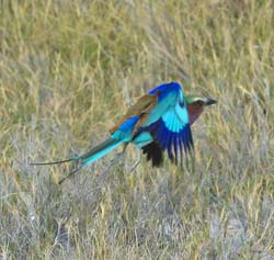 294-Lilac-breasted Roller  70D2-4127