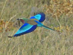 297-Lilac-breasted Roller  70D2-4132