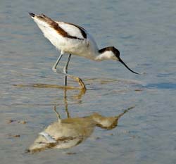 298-Pied Acocet  70D2-4154