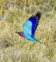 301-Lilac-breasted Roller  70D2-4130