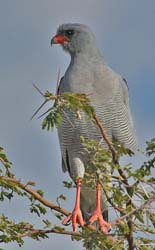 302-Goshawk  70D2-4172