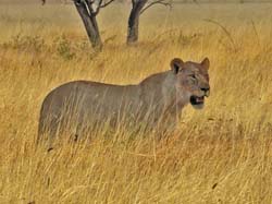 304-Lioness  70D2-4177