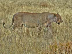 309-Lioness  70D2-4205