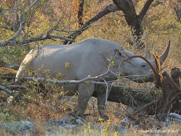 319-Black Rhino  70D2-4266
