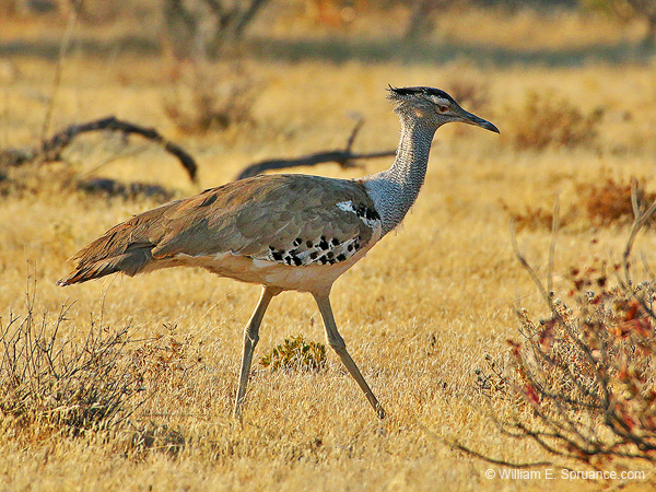 323-Kori Bustard  70D2-4269