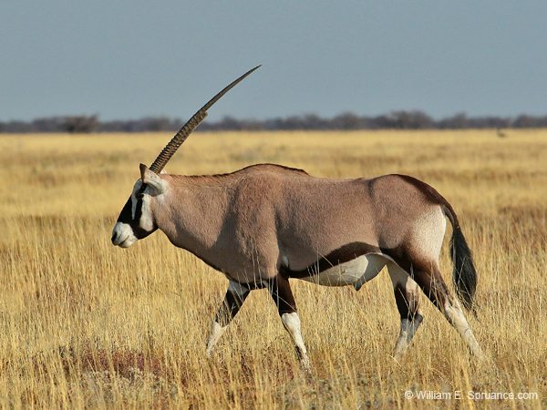 325-Gemsbok  70D2-4284