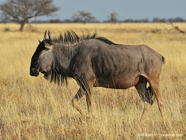 327-Wildebeest  70D2-4290