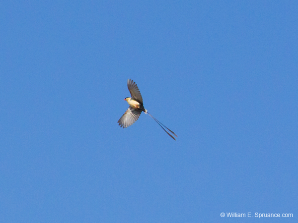 328-Shaft-tailed Whydah  70D2-4297