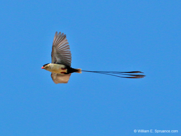 330-Shaft-tailed Whydah  70D2-4300