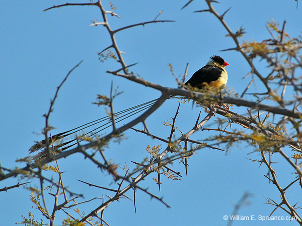 332-Shaft-tailed Whydah  70D2-4328