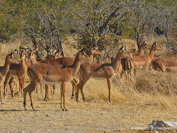 333-Black-faced Impala Disturbance  70D2-4357
