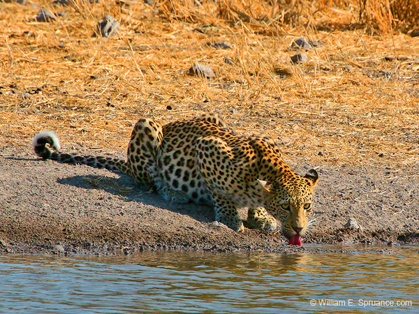 334-Leopard  70D2-4352