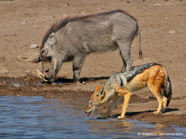 336-Warthog and Black-backed Jackal  70D2-4370
