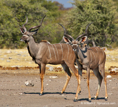337-Kudus  70D2-4392