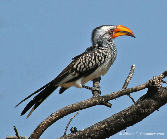 338-Yellow-billed Hornbill  70D2-4404