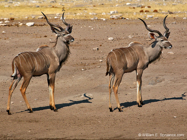 339-Kudus  70D2-4401
