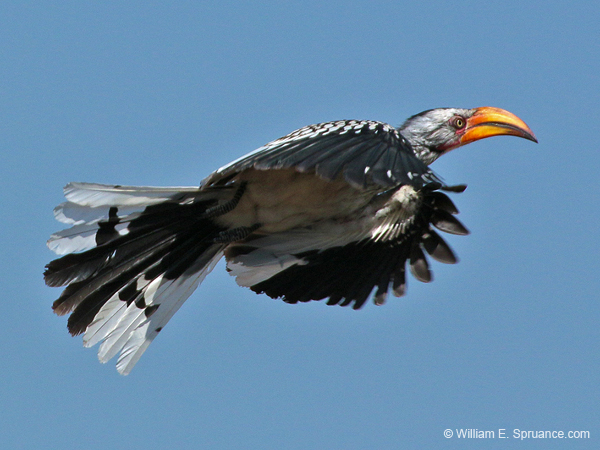 340-Yellow-billed Hornbill  70D2-4405