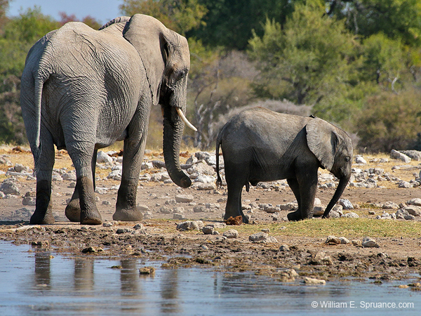 341-Elephants  70D2-4419