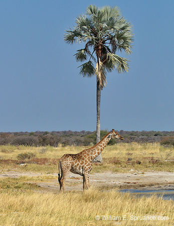 343-Giraffe at a Water Hole  70D2-4446