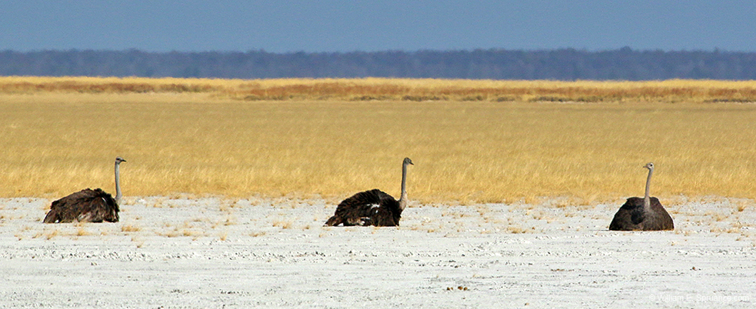 346-Three Ostrichs  70D2-4453
