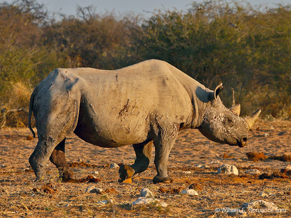 349-Black Rhino  70D2-4493