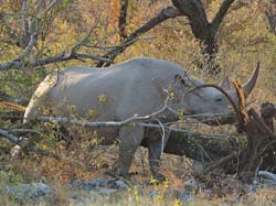 319-Black Rhino  70D2-4266