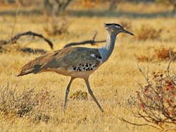 323-Kori Bustard  70D2-4269