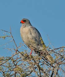 324-Goshawk  70D2-4274