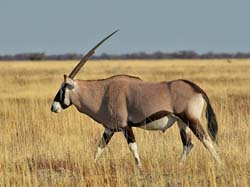 325-Gemsbok  70D2-4284
