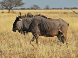 327-Wildebeest  70D2-4290