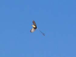 328-Shaft-tailed Whydah  70D2-4297