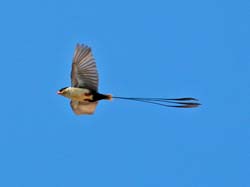 330-Shaft-tailed Whydah  70D2-4300