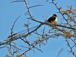 332-Shaft-tailed Whydah  70D2-4328