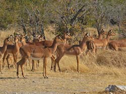 333-Black-faced Impala Disturbance  70D2-4357