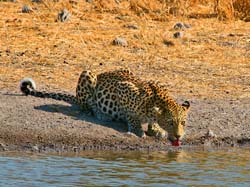 334-Leopard  70D2-4352