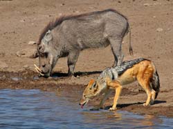 336-Warthog and Black-backed Jackal  70D2-4370